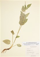 藏品(芨芨芹)的圖片